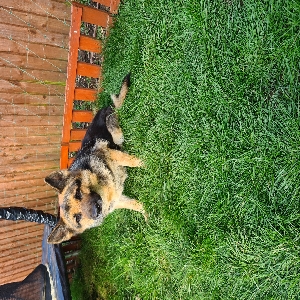 adoptable Dog in Exeter, England named Jenny