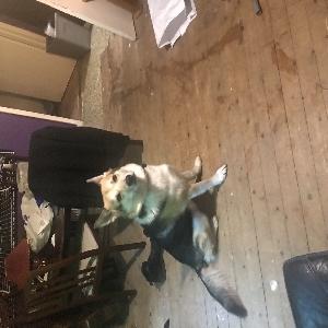 adoptable Dog in Perth, Scotland named Lemmy