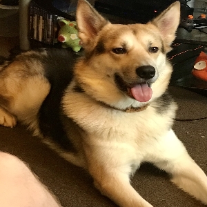 adoptable Dog in , Scotland named Lemmy