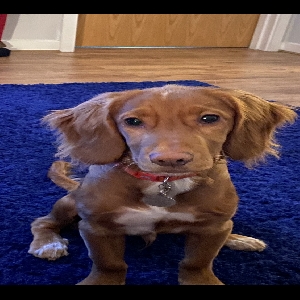 adoptable Dog in , Scotland named Winston