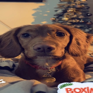 images/pets/original/1269_actual_three.webp
