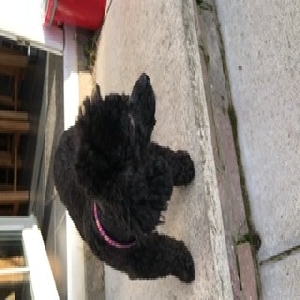 adoptable Dog in , Northern Ireland named Lucy