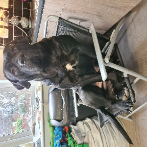 adoptable Dog in Wolverhampton, England named Bruno