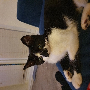 adoptable Cat in Manchester, England named Kevin