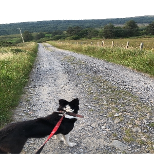 adoptable Dog in , northern ireland named Kim