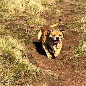 adoptable Dog in Edinburgh, Scotland named Milo