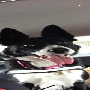 adoptable Dog in , Scotland named Unknown