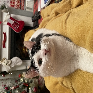 adoptable Cat in Wolverhampton, England named Millie