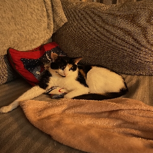 adoptable Cat in Wolverhampton, England named Pixie