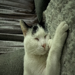 adoptable Cat in Wolverhampton, England named Milo