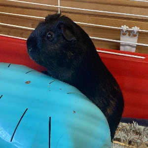 adoptable  in Brighton & Hove, England named Giggle