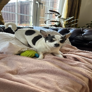 adoptable Dog in , Scotland named Casper