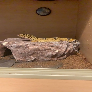 adoptable Reptile in Newcastle upon Tyne, England named Quincey