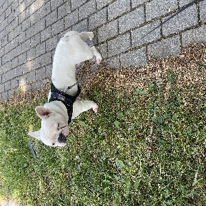 adoptable Dog in London, England named Frankie