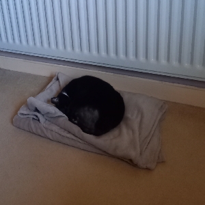 adoptable Cat in Newcastle Upon Tyne, England named Poppy