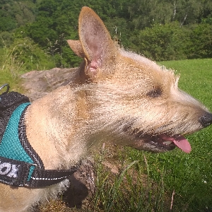 images/pets/original/1375_91651_20220628_161559.webp