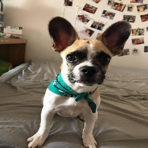 adoptable Dog in Bradford, England named Vinnie