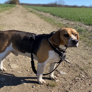 adoptable Dog in London, England named Bronson