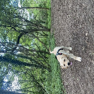 adoptable Dog in London, England named Rishi