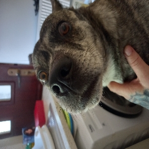 images/pets/original/1393_actual_three.webp