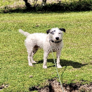 adoptable Dog in London, England named Matey