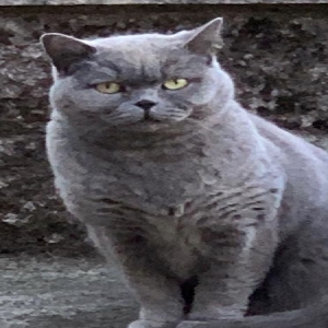 adoptable Cat in , Scotland named Precious