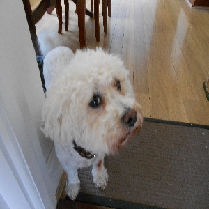 adoptable Dog in Chelmsford, England named duncan