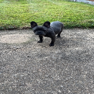 adoptable Dog in London, England named River