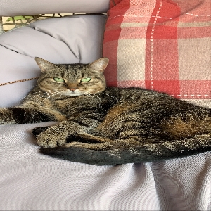 adoptable Cat in Leicester, England named Mittens