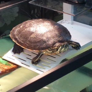images/pets/original/1444_actual_three.webp