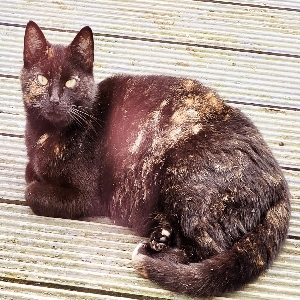 adoptable Cat in , northern ireland named Sheba