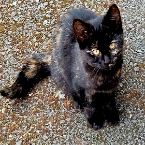 adoptable Cat in , Northern Ireland named Tipsy