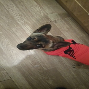 adoptable Dog in , Northern Ireland named Marshall