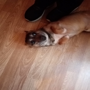 images/pets/original/1462_actual_three.webp