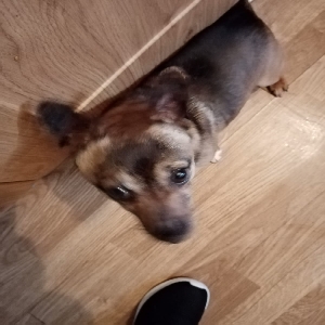 images/pets/original/1462_actual_two.webp