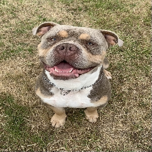 adoptable Dog in Newport, Wales named Rocco