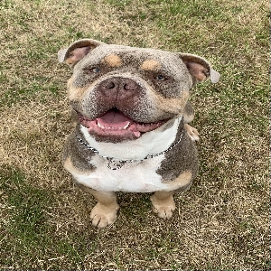 adoptable Dog in , wales named Rocco