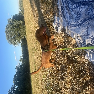 adoptable Dog in Chelmsford, England named Dave