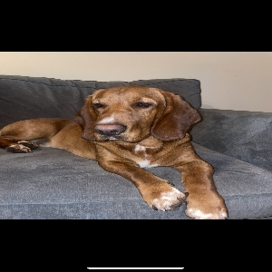 images/pets/original/1480_actual_two.webp