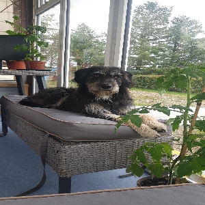 adoptable Dog in , northern ireland named Bouncer