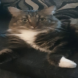 adoptable Cat in Glasgow, Scotland named Bailey