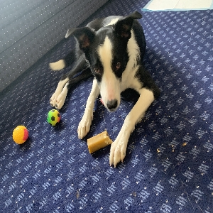 adoptable Dog in Cardiff, Wales named Benson