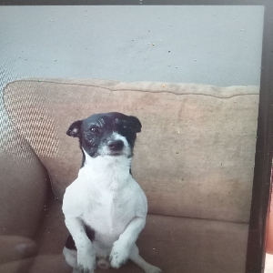 adoptable Dog in Lisburn, Northern Ireland named Bigger