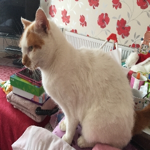 adoptable Cat in Chelmsford, England named Tommy