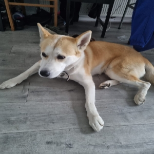 images/pets/original/1516_actual_two.webp