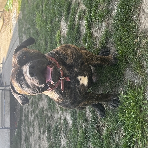 adoptable Dog in Chelmsford, England named Vinnie