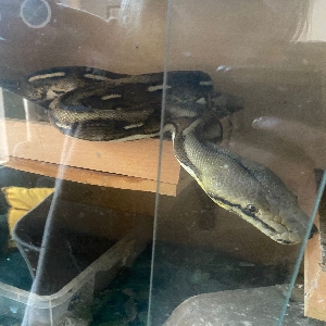 adoptable Reptile in Newcastle Upon Tyne, England named Fred
