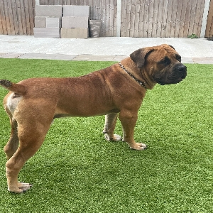 adoptable Dog in Canterbury, England named Alfie