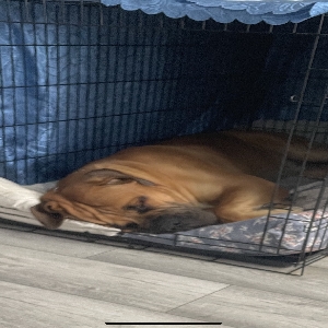 images/pets/original/1592_actual_three.webp