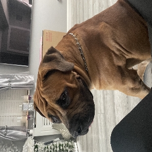 images/pets/original/1592_actual_two.webp